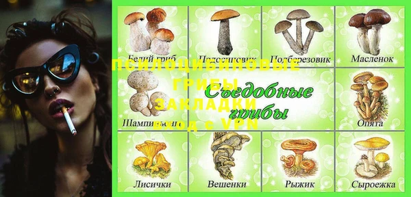 стаф Аркадак